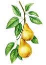 Pear. Tree branch with leaves and fruits on an isolated white background, botanical illustration, watercolor juicy Pears