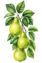 Pear. Tree branch with leaves and fruits on an isolated white background, botanical illustration, watercolor juicy Pears