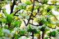 Pear tree branch with niveous flowers standing out from the blossom Royalty Free Stock Photo