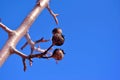 Pear tree branch with small black dry fruits close up detail, winter in garden, bright blue sky Royalty Free Stock Photo