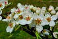 Pear tree branch with white blossom and yellow and black bee Royalty Free Stock Photo