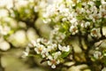 Pear tree branches in white flowers at spring garden Royalty Free Stock Photo