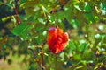 Pear tree with bright red leaf close up detail on soft blurry green leaves bokeh background Royalty Free Stock Photo