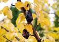 Pear tree with bright yellow leaves. Brown crumpled dried pear close-up