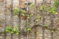 Pear Tree climbing old stone wall