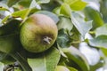 Pear tree. Close-up. Pear orchard with green pears. Summer fruit harvest background Royalty Free Stock Photo