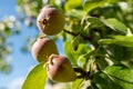 Pear tree close up. Unripe young pear fruit against blue skies. Homegrown organic produce background.