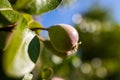 Pear tree close up. Unripe young pear fruit against blue skies. Homegrown organic produce background.