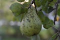 Pear on the tree in countryside Royalty Free Stock Photo
