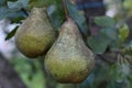 Pear on the tree in countryside Royalty Free Stock Photo