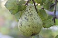 Pear on the tree in countryside Royalty Free Stock Photo
