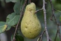 Pear on the tree in countryside Royalty Free Stock Photo