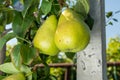 Pear tree disease on the leaves and bark. The concept of chemical garden protection