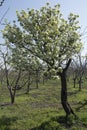 Pear tree Royalty Free Stock Photo