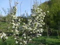 Pear tree flower in the morning sun of April Royalty Free Stock Photo