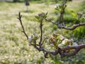 Pear tree flowers on a Sunny day in Greece