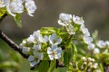 Pear tree flowers up close. white flowers and buds of the fruit tree. Sunlight falls on pear flowers. At dawn, the flowers of the Royalty Free Stock Photo