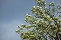 Pear tree flowers up close. white flowers and buds of the fruit tree. Sunlight falls on pear flowers. At dawn, the flowers of the Royalty Free Stock Photo