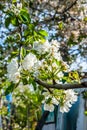 Pear tree Royalty Free Stock Photo