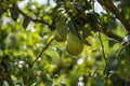 Pear tree in the garden. Pear fruit on tree and green leaves Royalty Free Stock Photo