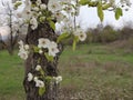 pear tree generously covered with flowers promises