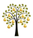 Golden pear tree Royalty Free Stock Photo