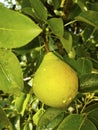 Ripe pears on a tree. Pear tree with green leaves and fruits. Royalty Free Stock Photo