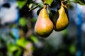 Pear tree with green pears. Pear tree in a garden. Summer fruits garden. Green pears on the tree. Green pears in the garden on a Royalty Free Stock Photo