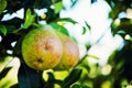Pear tree with green pears. Pear tree in a garden. Summer fruits garden. Green pears on the tree. Green pears in the garden on a Royalty Free Stock Photo