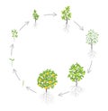 Pear tree growth stages. Vector illustration. Ripening period progression. Pear fruit tree life cycle animation plant seedling.