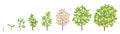 Pear tree growth stages. Vector illustration. Ripening period progression. Pear fruit tree life cycle animation plant seedling.