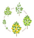 Pear tree growth stages. Vector illustration. Ripening period progression. Pear fruit tree life cycle animation plant