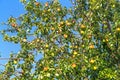 Pear tree with a harvest of ripe pears. Royalty Free Stock Photo