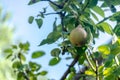 Pear tree with its fruit during summer Royalty Free Stock Photo