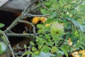 Pear tree with its fruit during summer Royalty Free Stock Photo