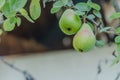 Pear tree with its fruit during summer Royalty Free Stock Photo