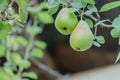 Pear tree with its fruit during summer Royalty Free Stock Photo