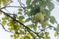 Pear tree with its fruit during summer Royalty Free Stock Photo