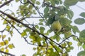 Pear tree with its fruit during summer Royalty Free Stock Photo