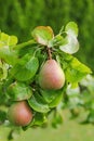 Pear tree with its fruit during summer season in Carinthia, Austria