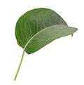 Pear tree leaf