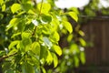 Pear Tree Leaves on Focus - Backyard Background Blurred Royalty Free Stock Photo