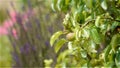 Pear tree at an old walled botanical garden