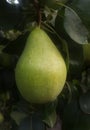 Pear Royalty Free Stock Photo