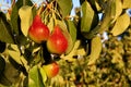 Pear tree Royalty Free Stock Photo