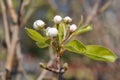 Pear tree Red Williams Royalty Free Stock Photo