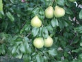 Summer day in the garden. Juicy pears ripen on the tree.