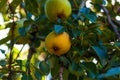 Pear tree with ripe fruits close up in sunlight. Fresh pears growing on branch in the garden with colorful sunbeams Royalty Free Stock Photo