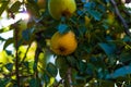 Pear tree with ripe fruits close up in sunlight. Fresh pears growing on branch in the garden with colorful sunbeams Royalty Free Stock Photo