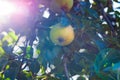 Pear tree with ripe fruits close up in sunlight. Fresh pears growing on branch in the garden with colorful sunbeams Royalty Free Stock Photo